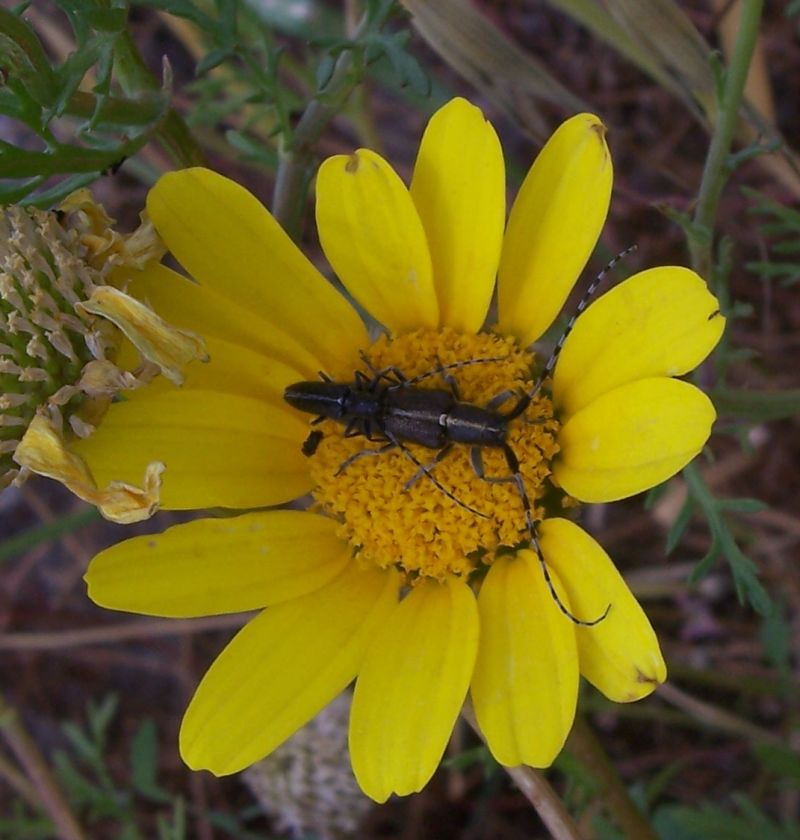 Tre coleotteri da identificare